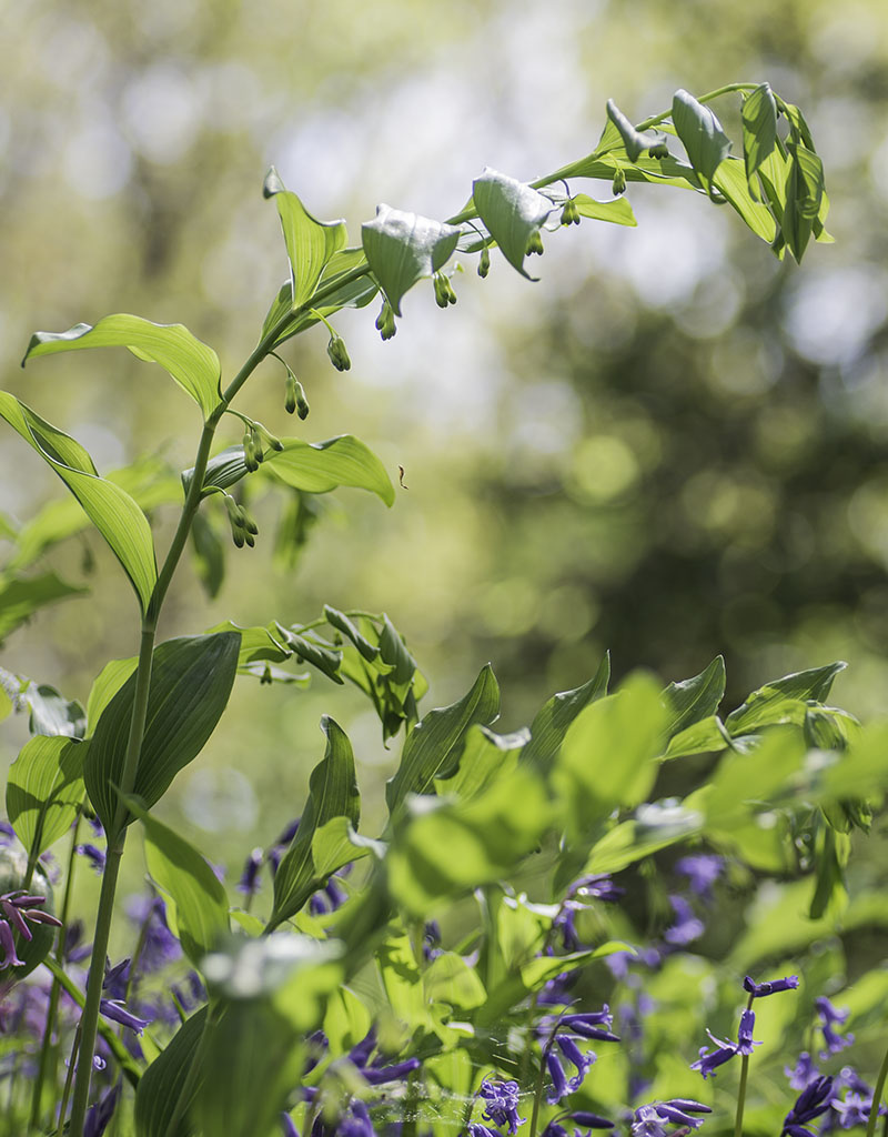 Salomonszegel  Polygonatum multiflorum (Salomonszegel)