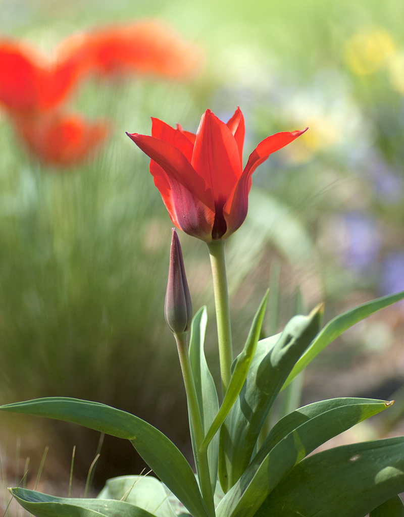 Tulp  Tulipa kaufmanniana 'Showwinner'