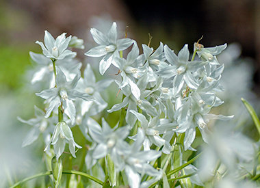 ORNITHOGALUM - vogelmelk