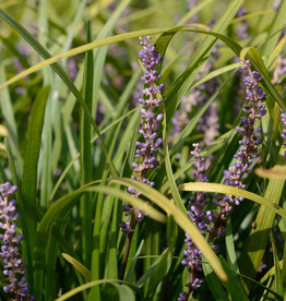 Leliegras  Liriope muscari 'Big Blue'