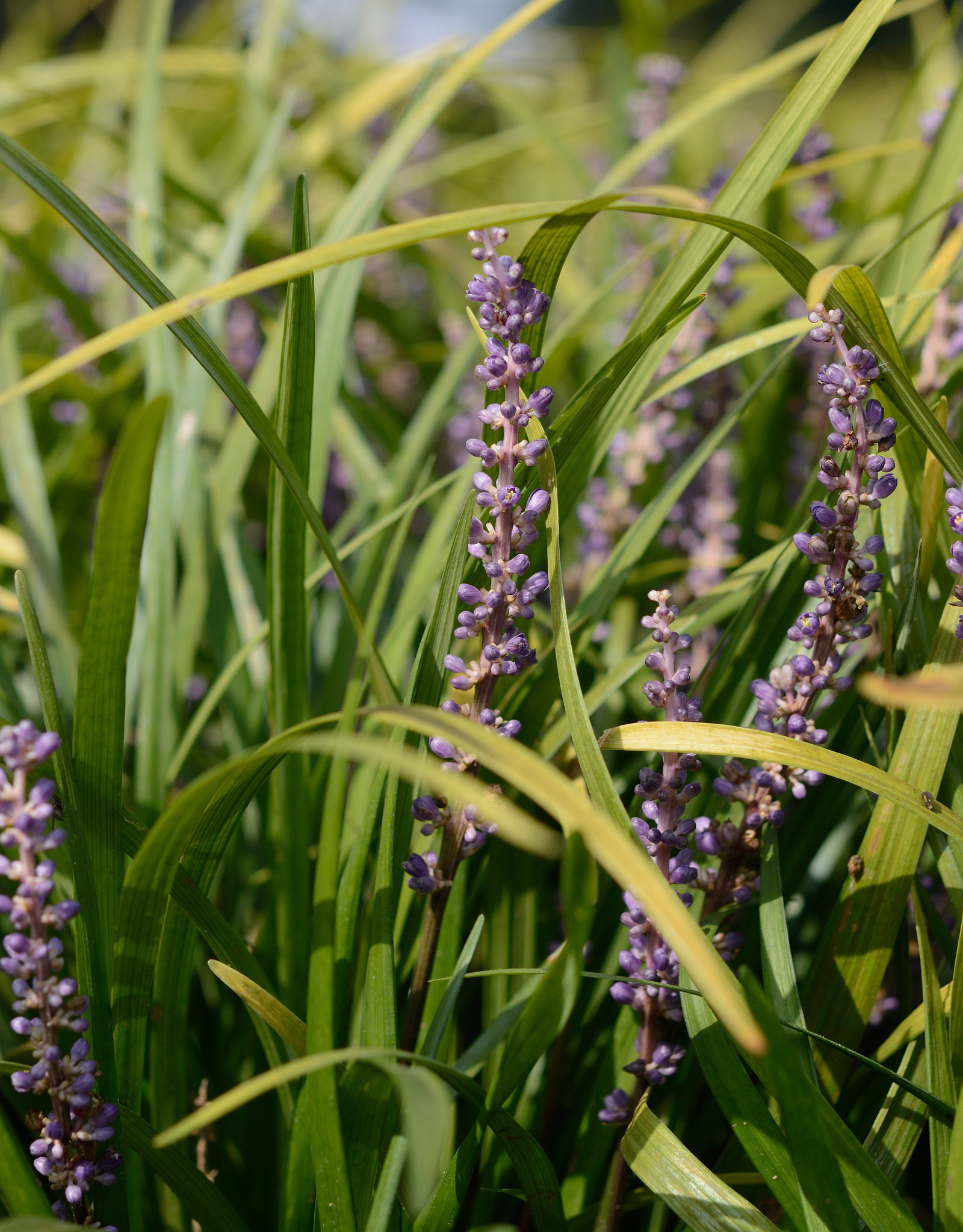 Leliegras  Liriope muscari 'Big Blue' (Leliegras)