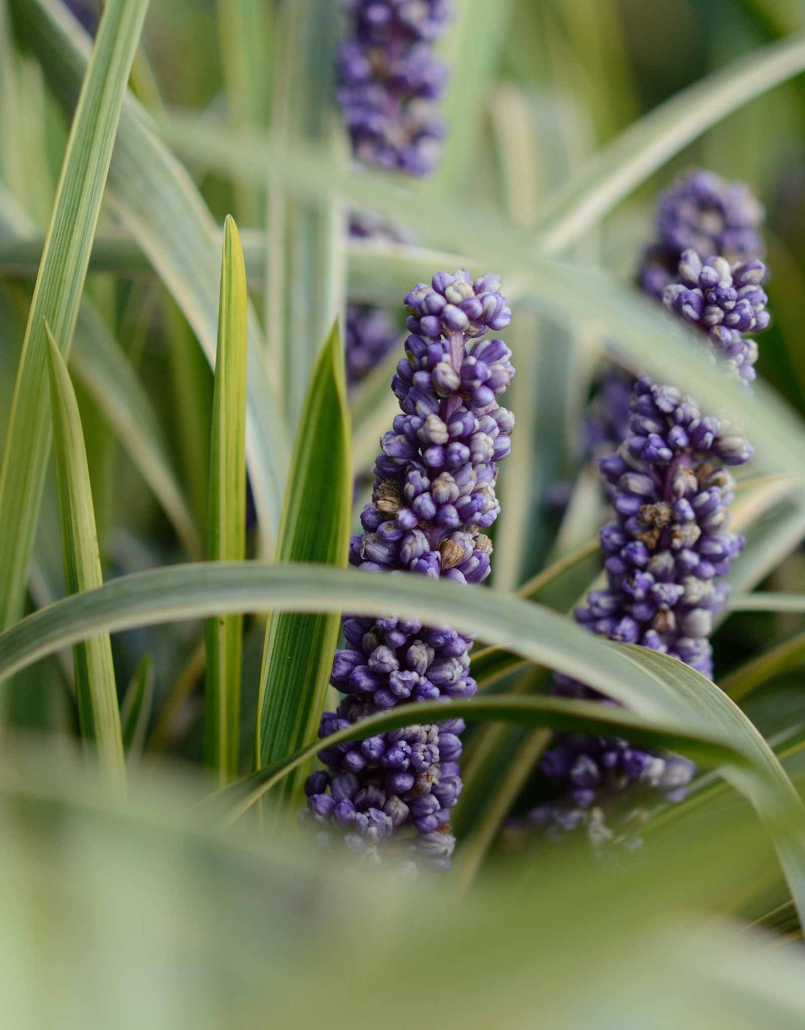 Leliegras  Liriope muscari 'Gold Banded' (Leliegras)