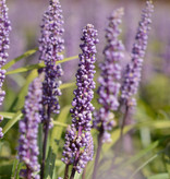 Leliegras  Liriope muscari 'Moneymaker' (Leliegras)