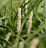 Leliegras  Liriope muscari 'Monroe White' (Leliegras)