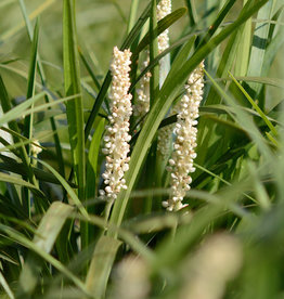 Leliegras  Liriope muscari 'Monroe White'