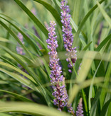 Leliegras  Liriope muscari 'Super Blue' (Leliegras)