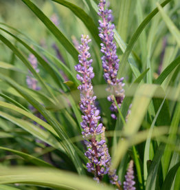 Leliegras  Liriope muscari 'Super Blue'