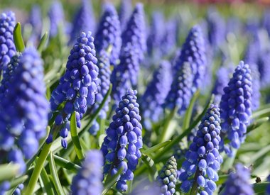 MUSCARI - blauwe druifjes