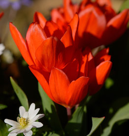 Tulp  Tulipa praestans 'Füsilier'