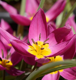 Tulp  Tulipa humilis 'Eastern Star' (Tulp)