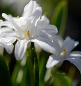 Sneeuwroem (grote)  Chionodoxa luciliae 'Alba'