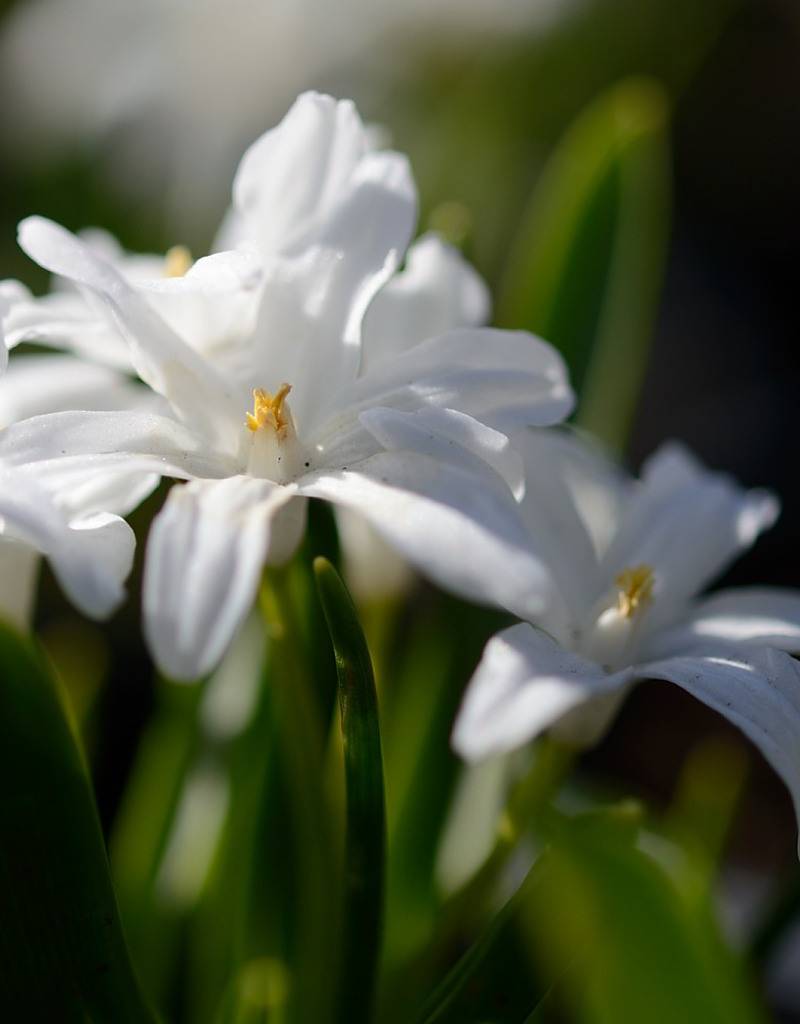 Sneeuwroem (grote)  Chionodoxa luciliae 'Alba' (Witte grote sneeuwroem) - Stinzenplant