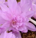 Herfsttijloos  Colchicum 'Waterlily' (Herfsttijloos)