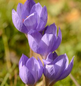 Krokus (herfst)  Crocus speciosus