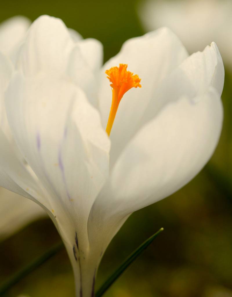 Krokus (bonte)  Crocus vernus 'Jeanne d'Arc' (Bonte krokus) - Stinzenplant