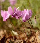 Cyclaam (najaar)  Cyclamen hederifolium (Napolitaanse cyclaam)