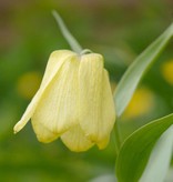 Kievitsbloem  Fritillaria pallidiflora