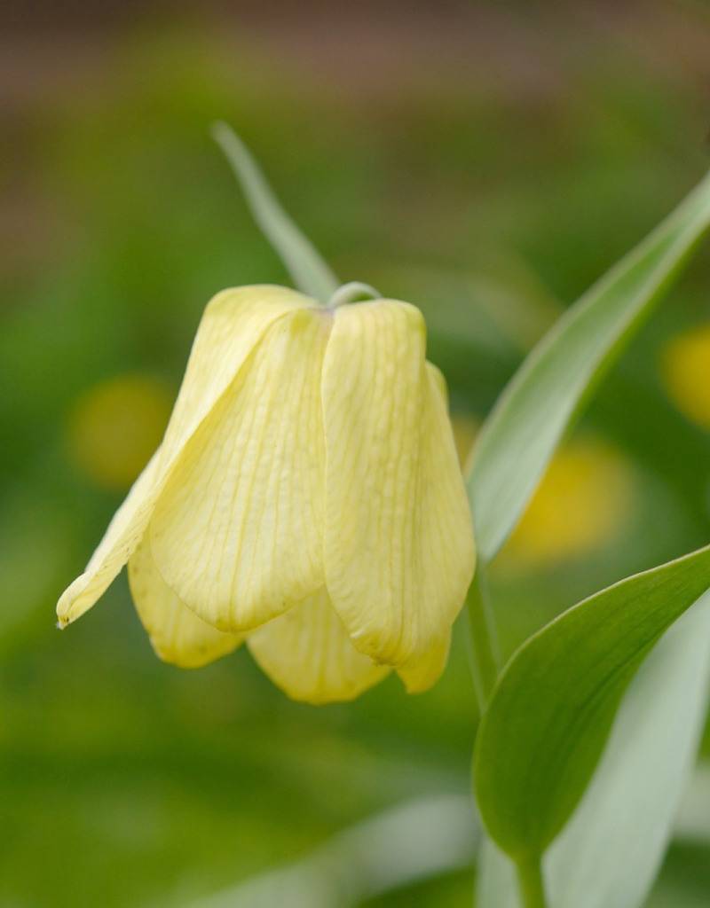 Kievitsbloem  Fritillaria pallidiflora