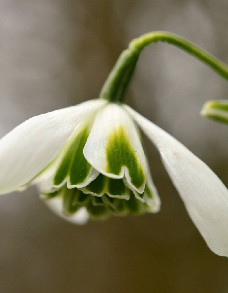 Sneeuwklokje (cultivar)  Galanthus 'Dionysus'