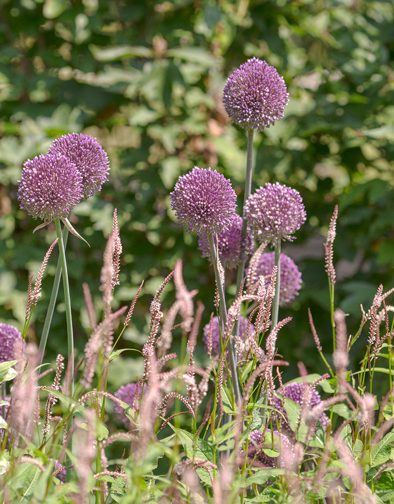 Sierui  Allium 'Summer Drummer' (Sierui)