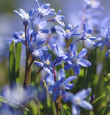 Sneeuwroem  Chionodoxa sardensis (Sneeuwroem) - Stinzenplant