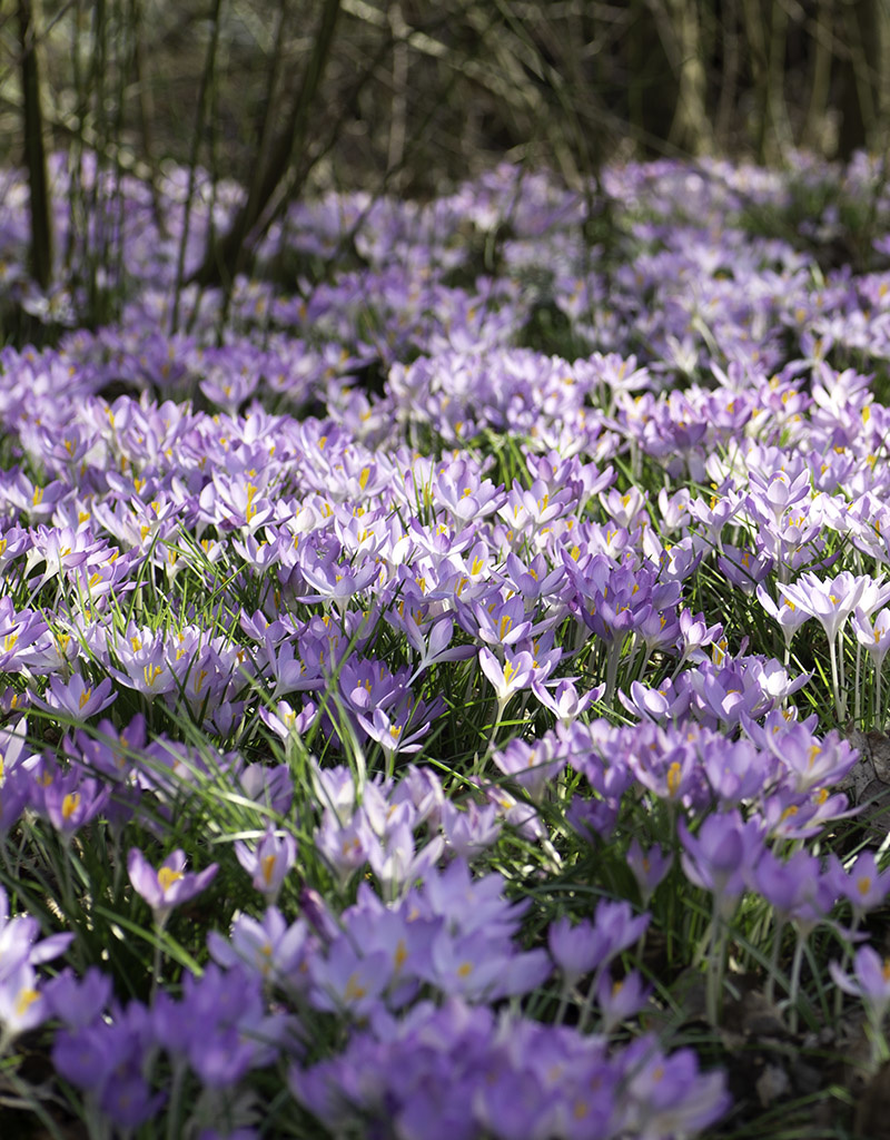 Krokus (boeren)  Crocus tommasinianus (Boerenkrokus) - Stinzenplant