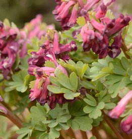 Vingerhelmbloem  Corydalis solida 'Purple Bird'