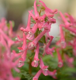 Vingerhelmbloem  Corydalis solida 'Beth Evans'