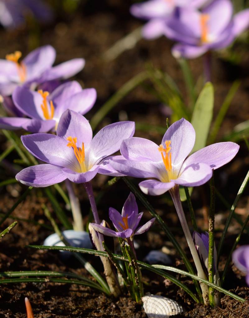 Krokus  Crocus minimus (Kleine Krokus)