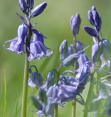 Hyacint (bos/wilde)  Hyacinthoides non-scripta blauw (Boshyacint) - Stinzenplant