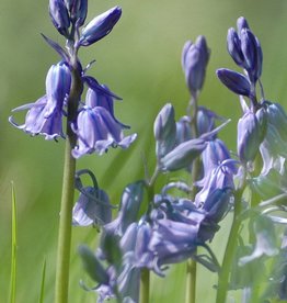 Hyacint (bos/wilde)  Hyacinthoides non-scripta blauw