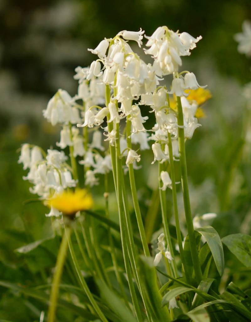 Hyacint (bos/wilde)  Hyacinthoides non-scripta Wit (Boshyacint) - Stinzenplant