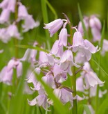 Hyacint (bos/wilde)  Hyacinthoides non-scripta Roze (Boshyacint) - Stinzenplant