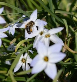 Oude wijfjes  Ipheion uniflorum