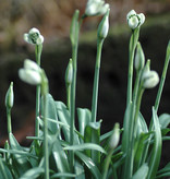 Sneeuwklokje (cultivar)  Galanthus 'Jaquenetta' (Sneeuwklokje)