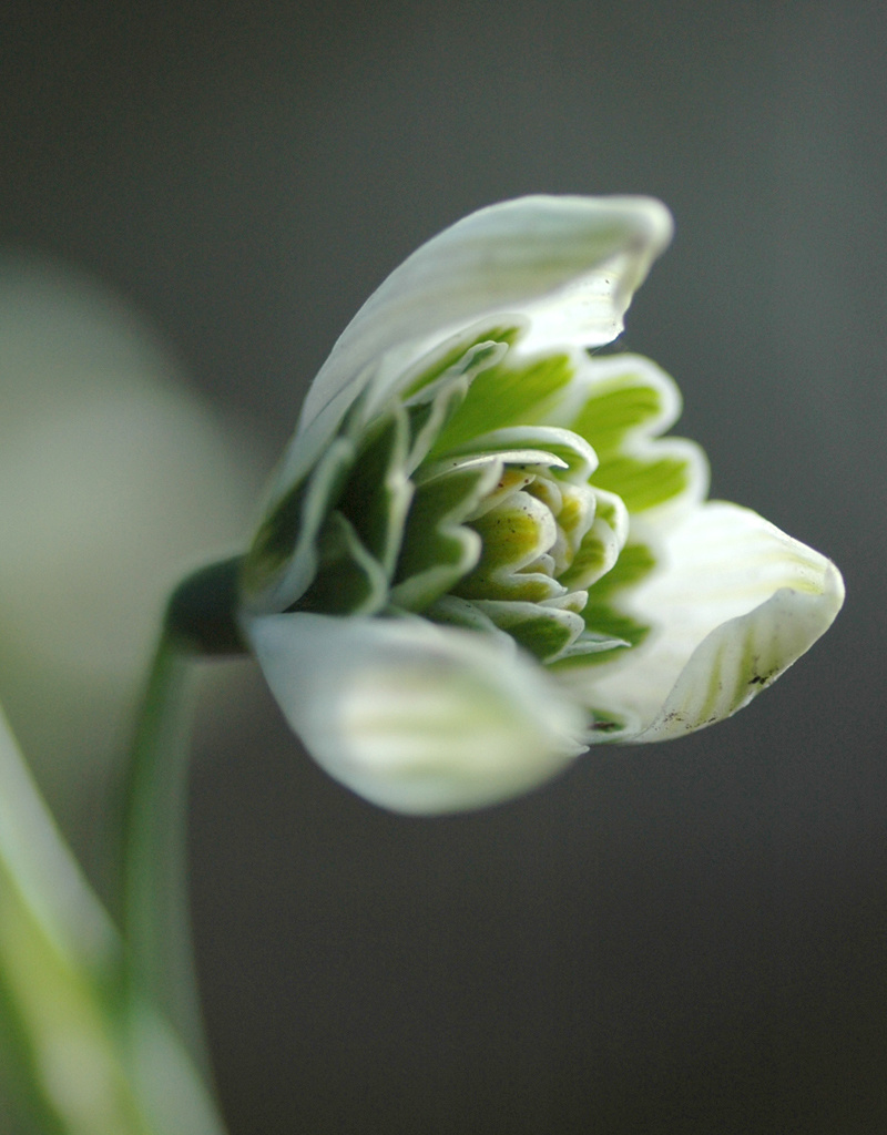 Sneeuwklokje (cultivar)  Galanthus 'Jaquenetta' (Sneeuwklokje)