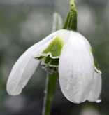 Sneeuwklokje (cultivar)  Galanthus 'Hippolyta'