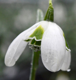 Sneeuwklokje (cultivar)  Galanthus plicatus 'Hippolyta'