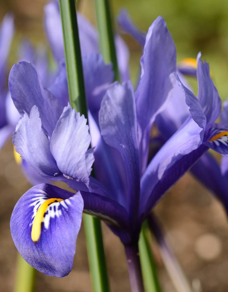 Iris  Iris reticulata 'Harmony' (Dwergiris)