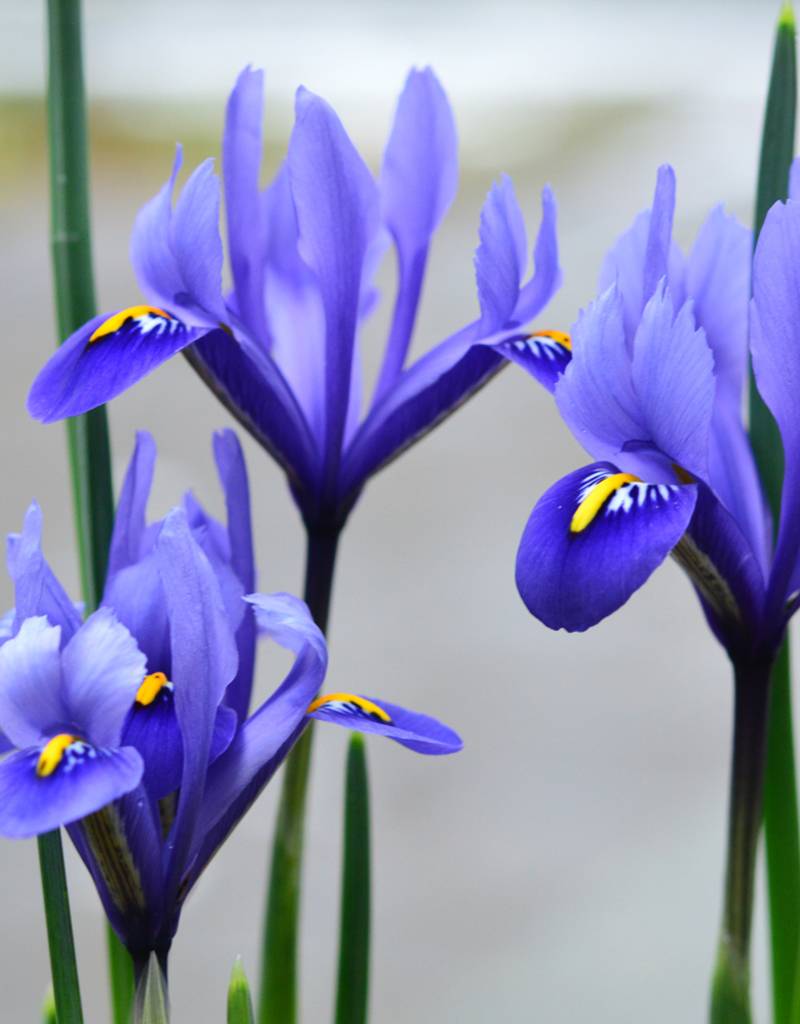 Iris  Iris reticulata 'Harmony' (Dwergiris)