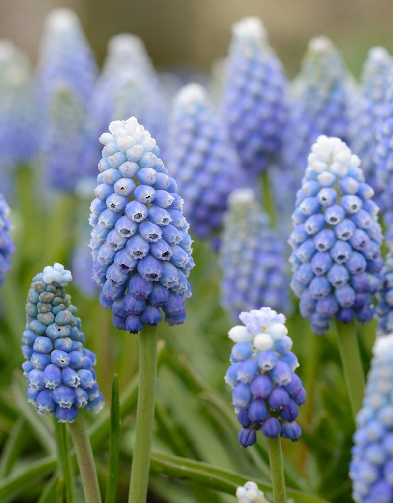 Blauwe druifjes  Muscari aucheri 'Ocean Magic' (Blauwe druifjes)