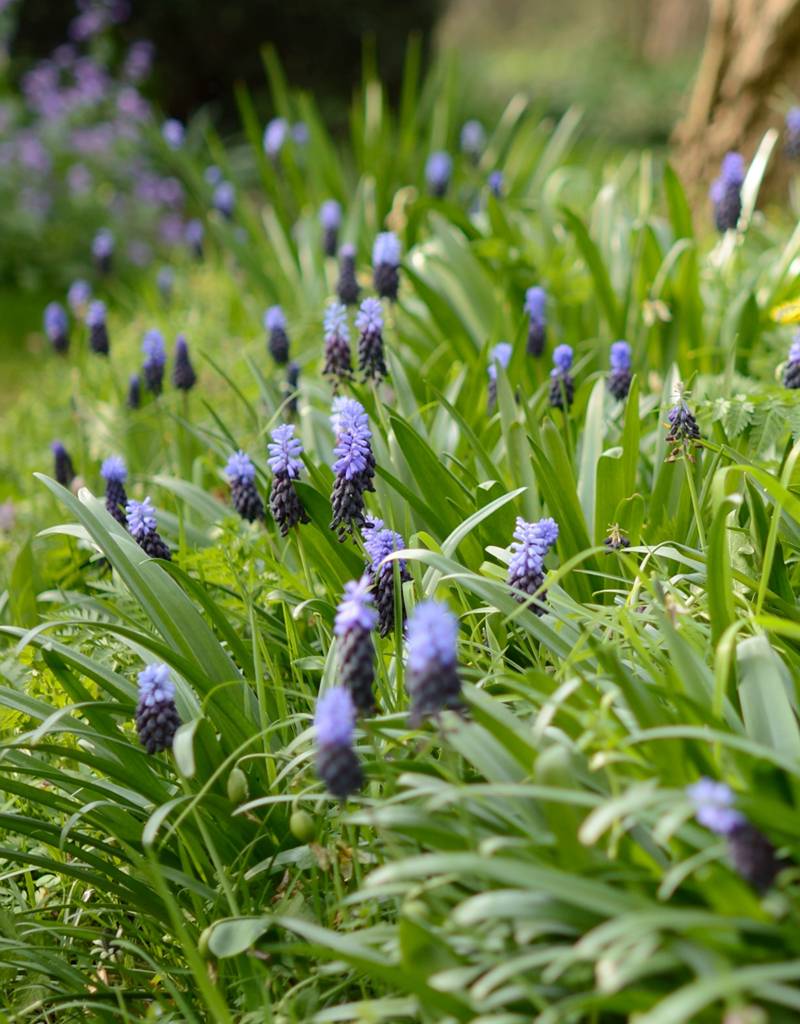 Druifhyacint  Muscari latifolium (Breedbladige druifhyacint) - Stinzenplant