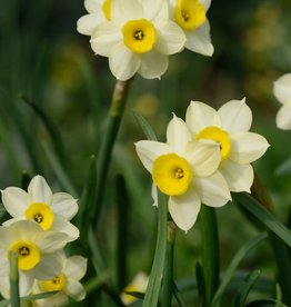 Narcis  Narcissus 'Minnow'