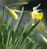 Narcis (wilde)  Narcissus pseudonarcissus lobularis (Wilde narcis) - Stinzenplant