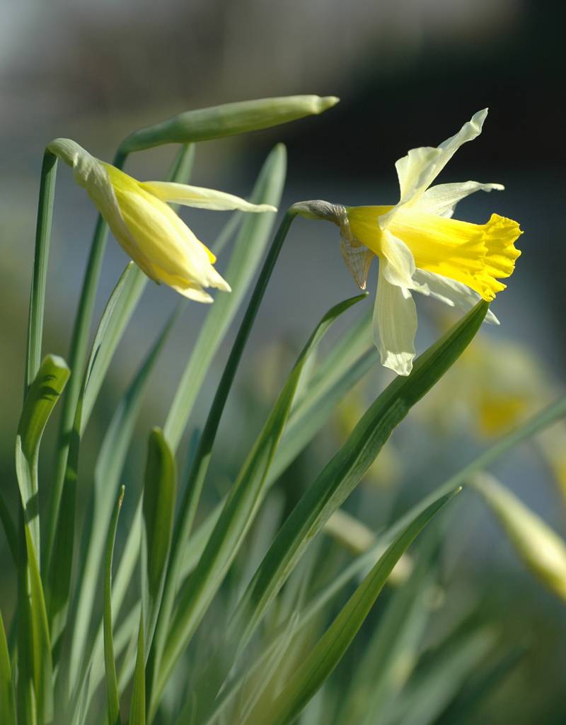 Narcis (wilde)  Narcissus pseudonarcissus lobularis (Wilde narcis) - Stinzenplant