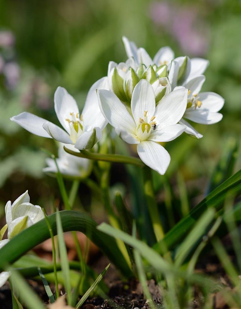 Vogelmelk (breedbladige)  Ornithogalum balansae (Breedbladige vogelmelk) - Stinzenplant