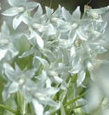 Vogelmelk (knikkende)  Ornithogalum nutans (Knikkende vogelmelk) - Stinzenplant