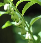 Salomonszegel  Polygonatum multiflorum (Salomonszegel)