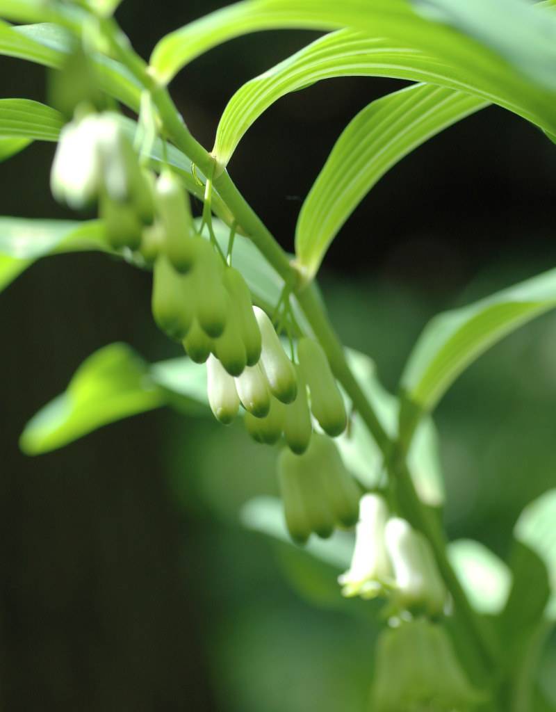 Salomonszegel  Polygonatum multiflorum (Salomonszegel)