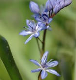 Sterhyacint (vroege)  Scilla bifolia (Vroege sterhyacint) - Stinzenplant